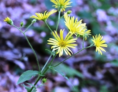 Doronicum austriacum