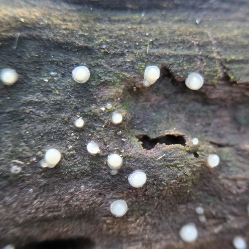 Helicogloea compressa
