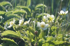 Fragaria viridis