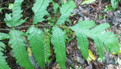 Tectaria phaeocaulis