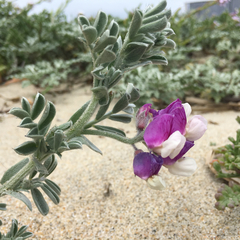Lathyrus littoralis