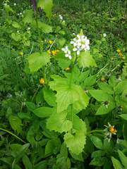 Alliaria petiolata