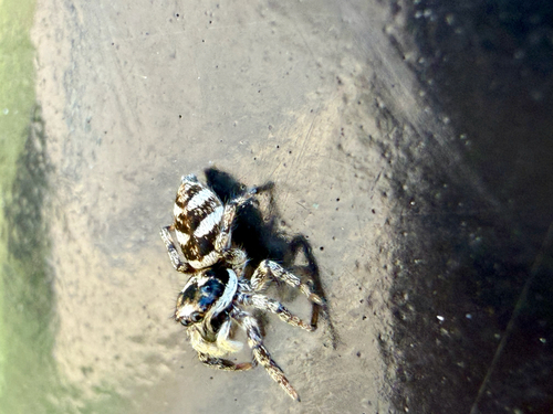 Zebra Jumping Spider