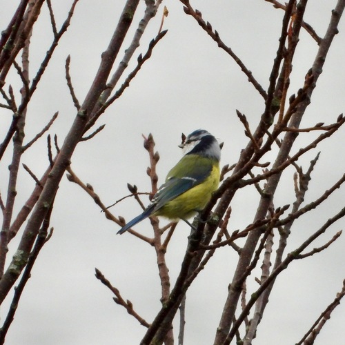 Eurasian Blue Tit
