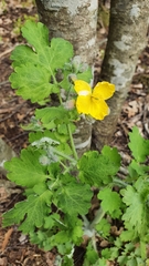 Chelidonium majus