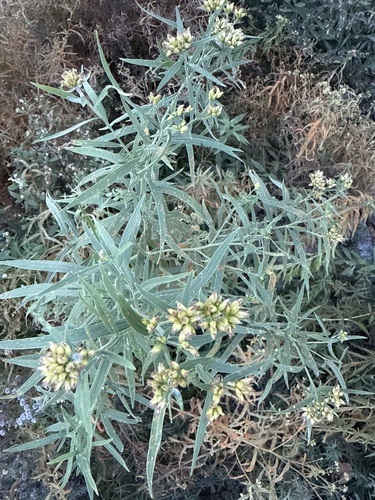 flat-topped goldenrod