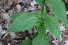 Doronicum austriacum