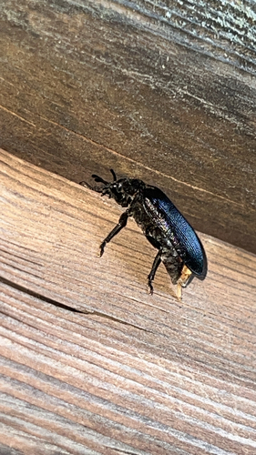 Cedar Beetle