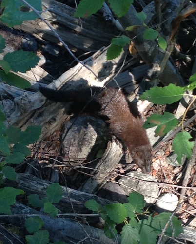 iNaturalist observation 2016-07-29