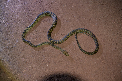 Australian Scrub Python