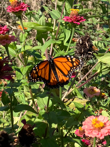 Monarch