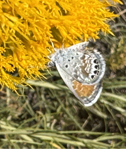 Western Pygmy-Blue