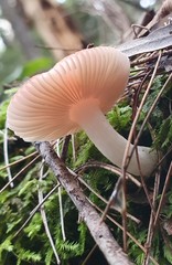 Russula persanguinea