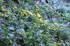 Doronicum austriacum