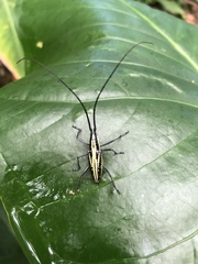 Ptychodes politus lecontei