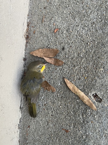 Common Yellowthroat