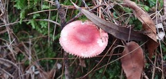 Russula persanguinea