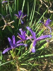 Iris sintenisii