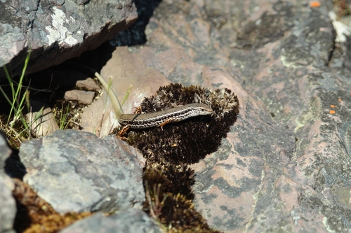 Common South-west Ctenotus, Ctenotus labillardieri