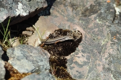 Ctenotus labillardieri