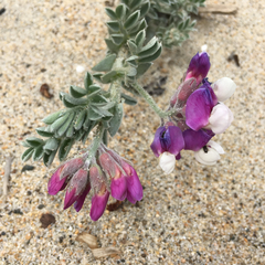 Lathyrus littoralis