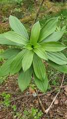 Lilium martagon