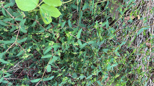 nodding spurge