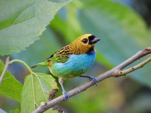 Gilt-edged Tanager