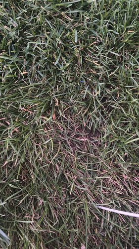 Poa pratensis observed 2026-10-06