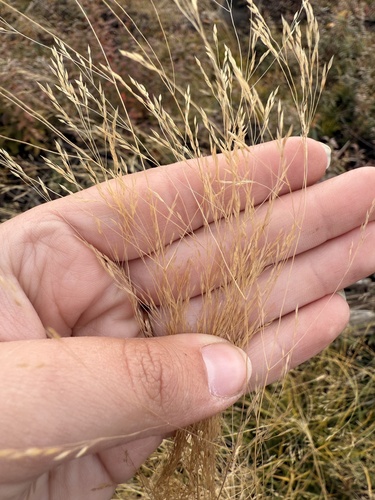 Agrostis hyemalis observed 2026-10-06