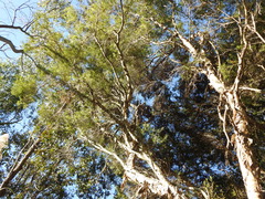 Melaleuca linariifolia