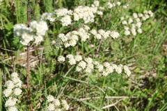 Spiraea media