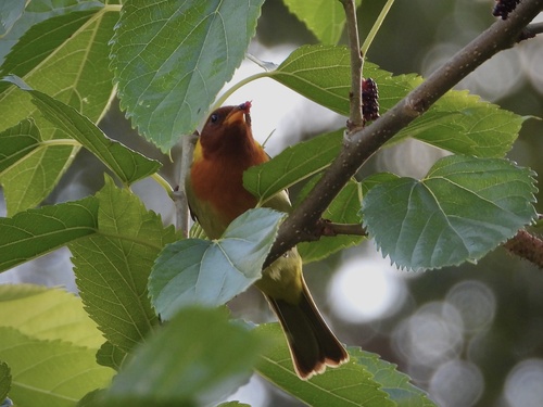 Rufous-headed Tanager