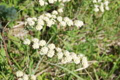 Spiraea media