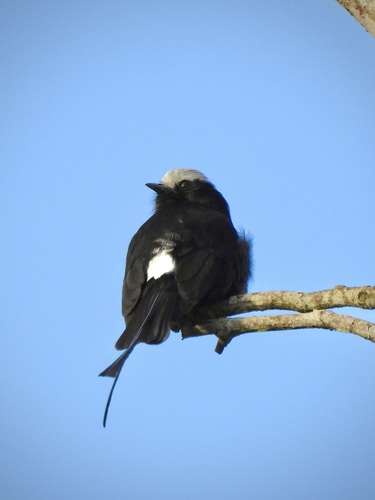 Long-tailed Tyrant