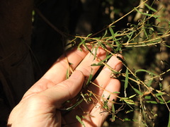 Melaleuca linariifolia