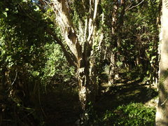 Melaleuca linariifolia