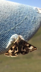 Heliothis ononis