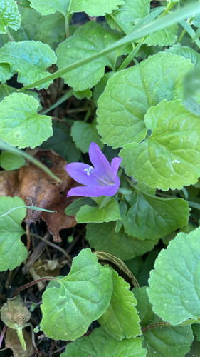 Creeping Bellflower