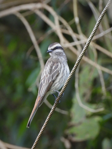 Variegated Flycatcher
