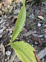 Eulophia cernua