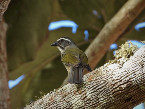 Green-winged Saltator
