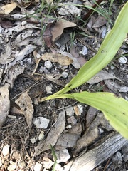 Eulophia cernua