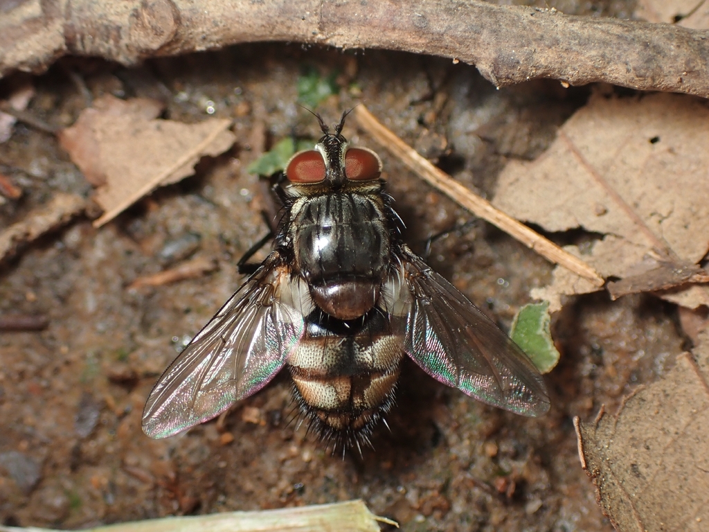 Winthemia cruentata