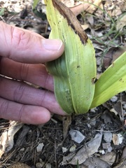 Eulophia cernua
