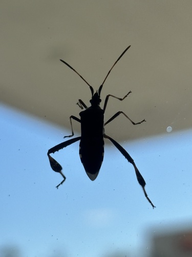 Western Leaf-footed Bug