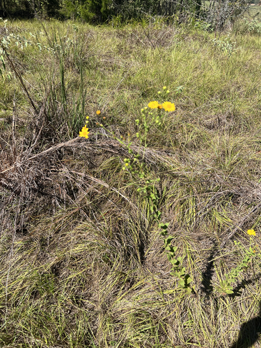Camphorweed