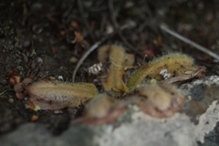 Drosera collina