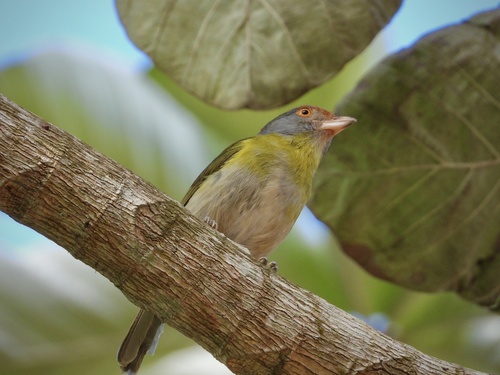 Rufous-browed Peppershrike