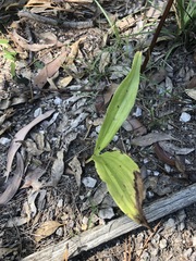 Eulophia cernua